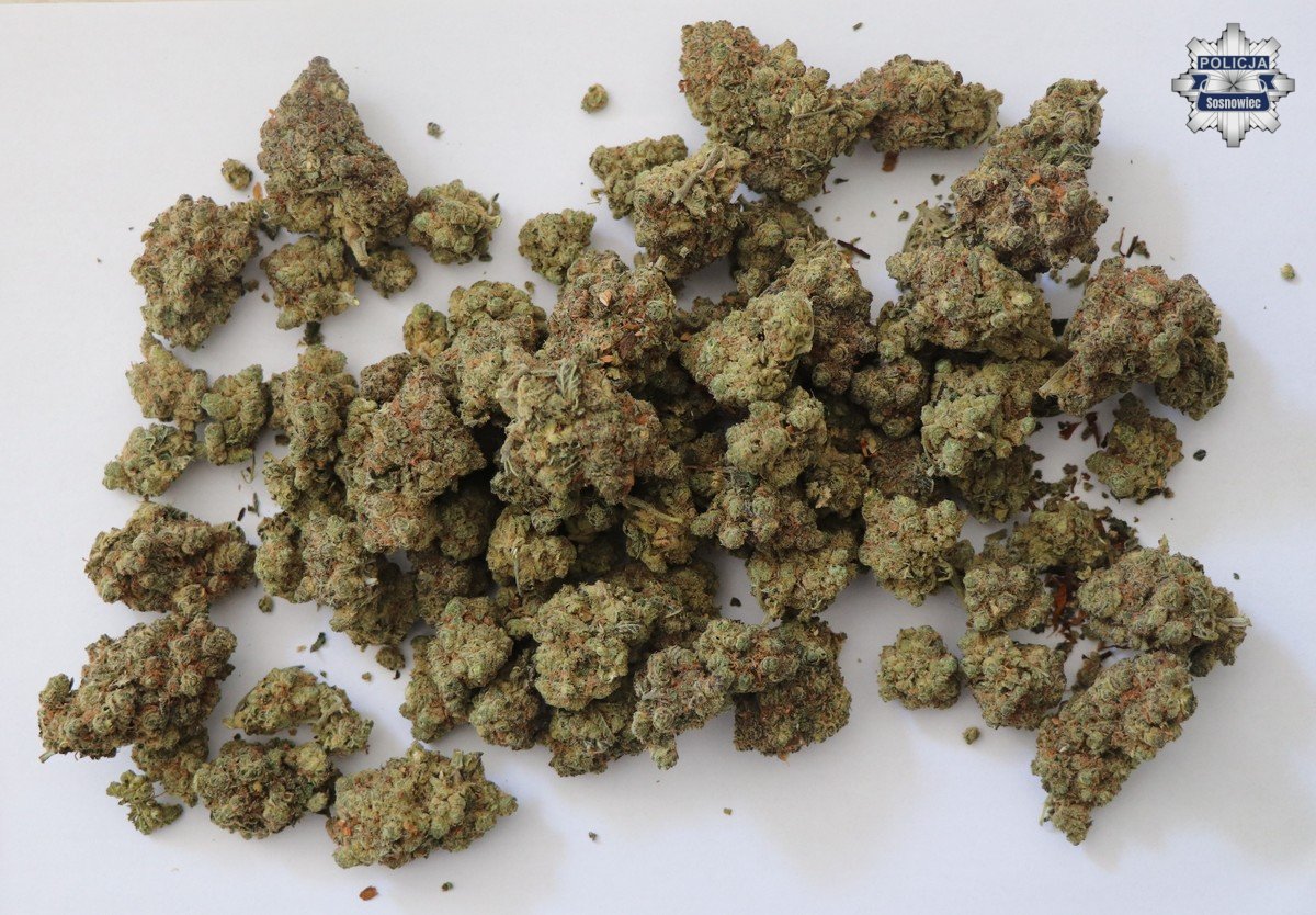 Marihuana i grzyby halucynogenne w garażu 22-latka – grozi mu do 10 lat więzienia