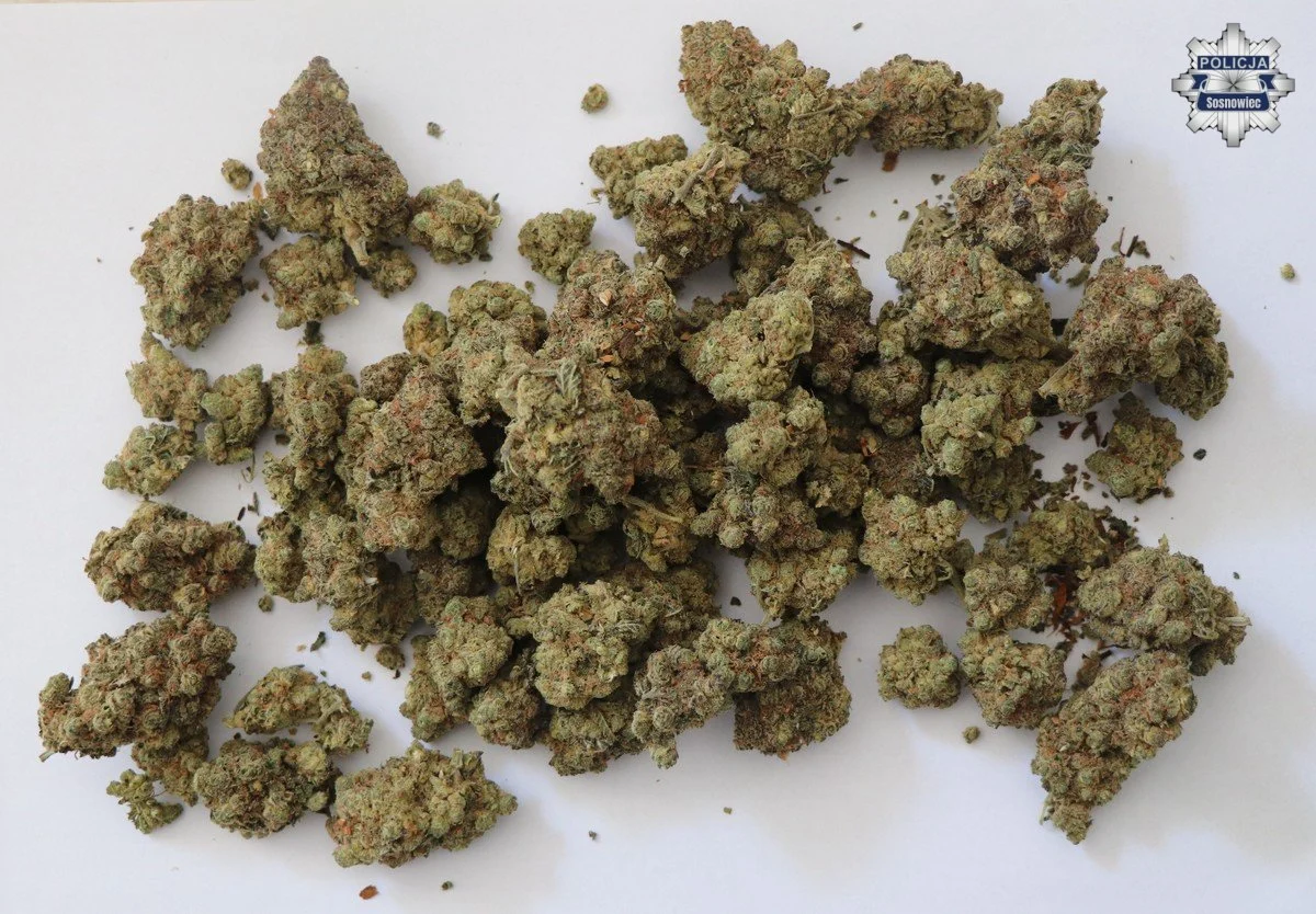 Marihuana i grzyby halucynogenne w garażu 22-latka – grozi mu do 10 lat więzienia