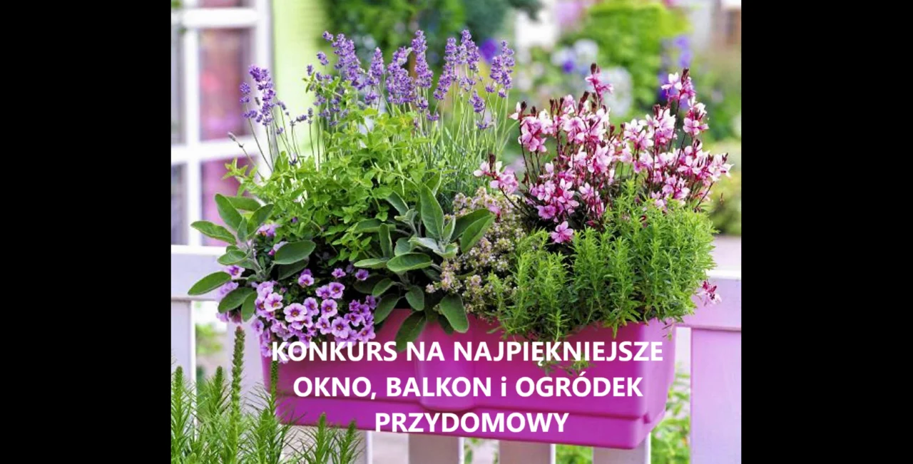 W Bytomiu wystartował konkurs na najładniejsze okno, balkon i ogródek przydomowy