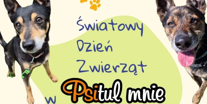 Wesprzyj zwierzęta w Światowy Dzień Zwierząt. Dołącz do wydarzenia w Psitul mnie
