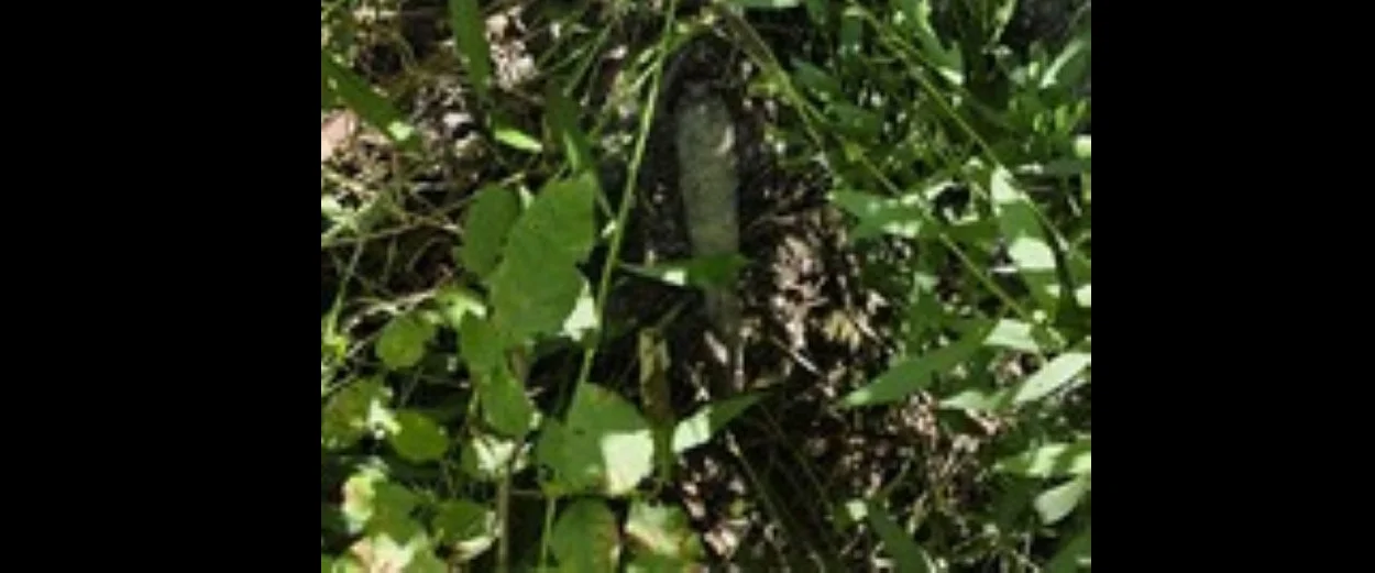 Trzy niewybuchy na terenach zielonych w Chorzowie – apel służb o ostrożność