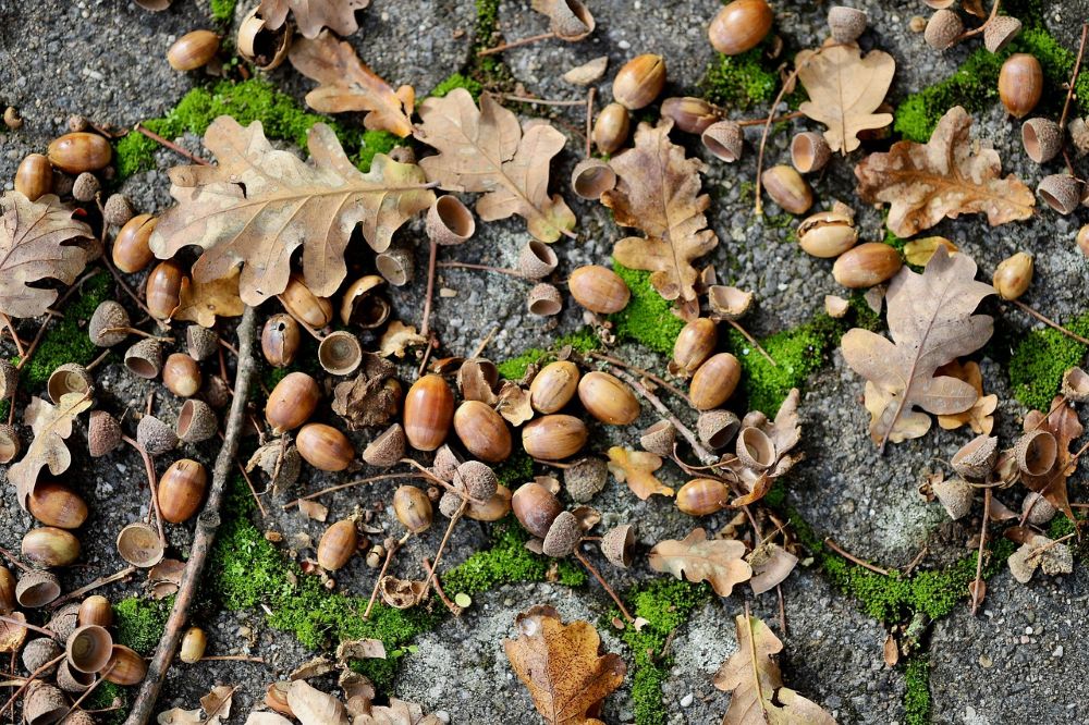 Leśne Pogotowie zachęca do zbierania żołędzi!