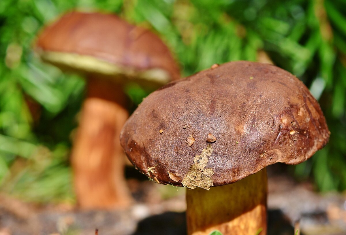 Bezpieczeństwo podczas grzybobrania – zasady, które warto znać przed wyprawą do lasu