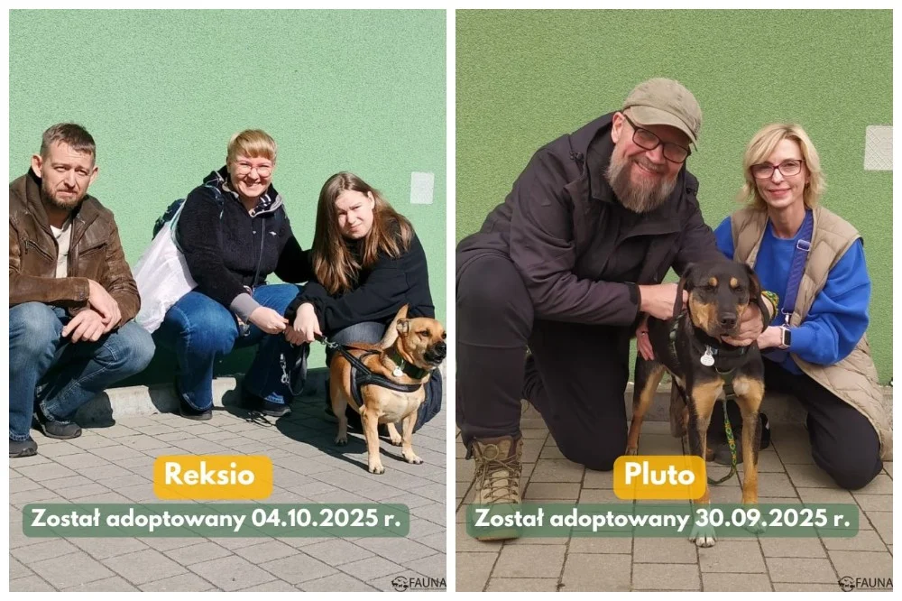 Psi tydzień w „Faunie” – kolejne psiaki znalazły domy!