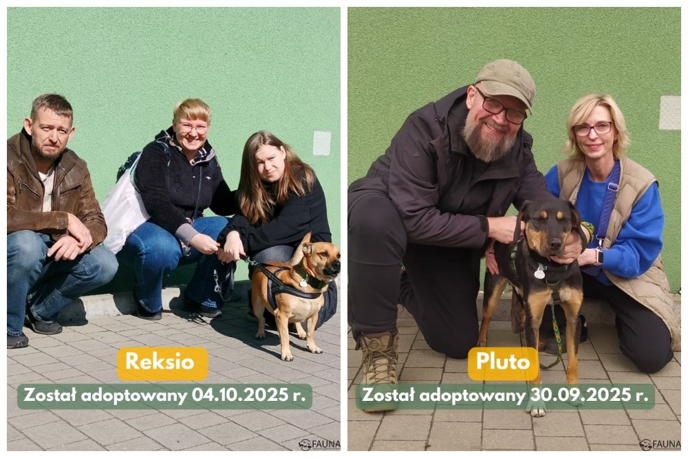 Psi tydzień w „Faunie” – kolejne psiaki znalazły domy!