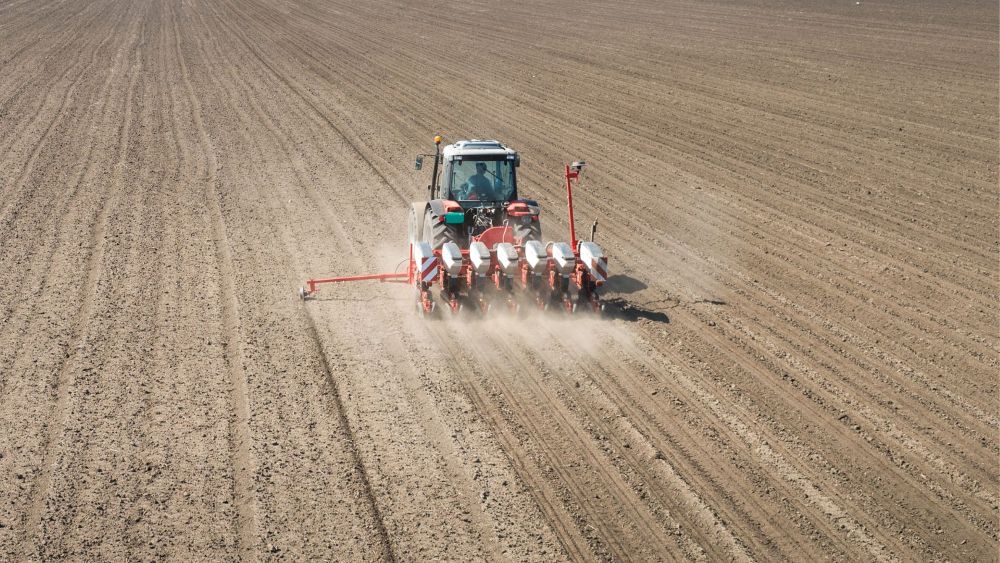 Jakie są parametry siewu pszenicy ozimej?