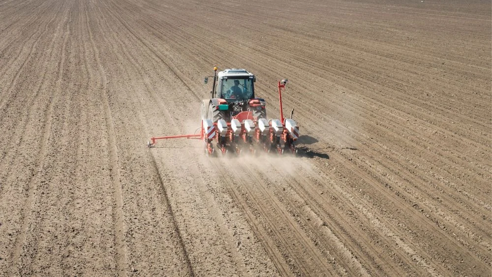 Jakie są parametry siewu pszenicy ozimej?