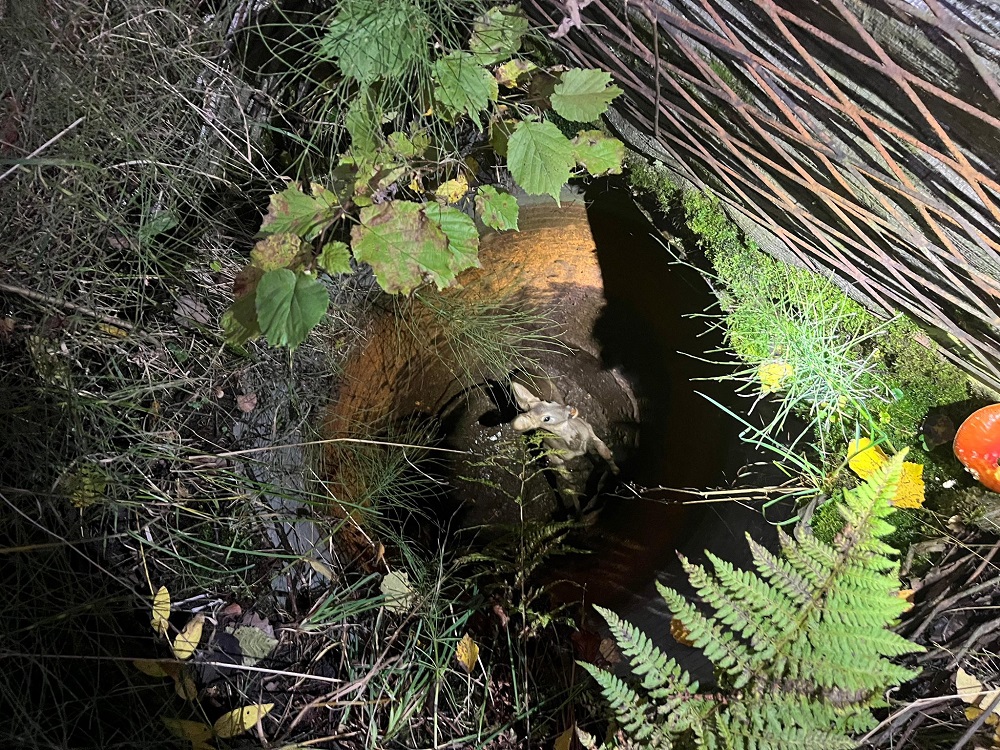 Strażacy z Rudy Śląskiej uratowali sarnę uwięzioną w studni