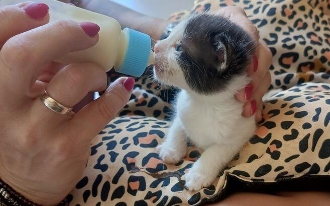 TOZ „Fauna” prosi o pomoc w postaci podkładów i środków na leczenie kotów