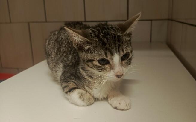 TOZ „Fauna” prosi o pomoc w postaci podkładów i środków na leczenie kotów