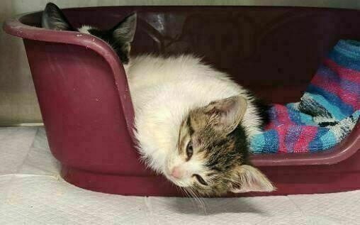 TOZ „Fauna” prosi o pomoc w postaci podkładów i środków na leczenie kotów