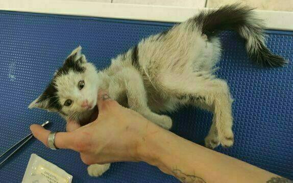 TOZ „Fauna” prosi o pomoc w postaci podkładów i środków na leczenie kotów