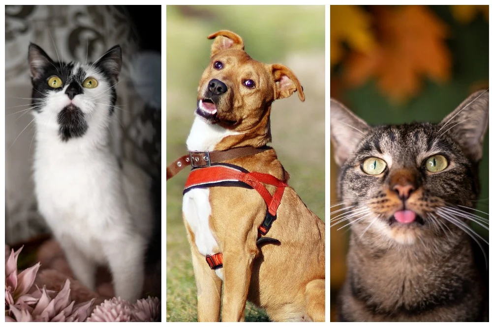 Zwierzaki z Fauny polecają się do adopcji! Sprawdź, kto czeka na dom