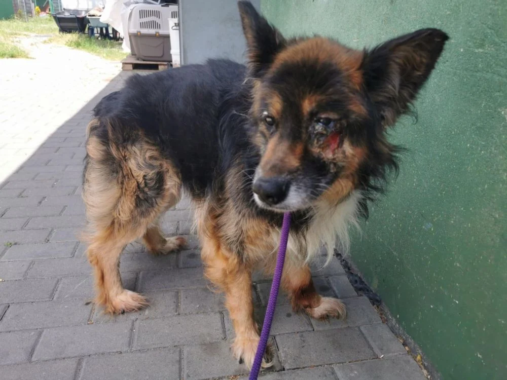 „Fauna” uratowała psiaka od pewnej śmierci. Prosi o pomoc w spłacie faktur medycznych