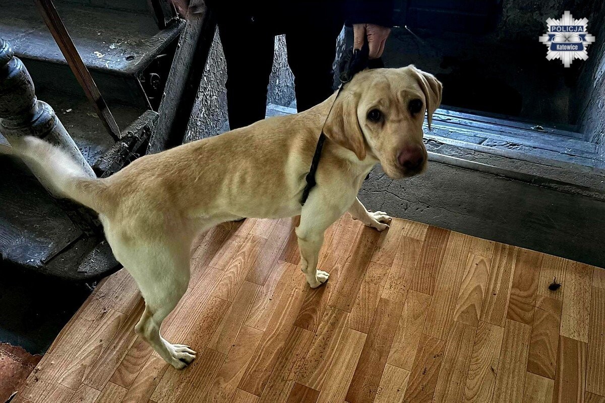 Katowiccy policjanci odebrali właścicielce wychudzone i zaniedbane psy