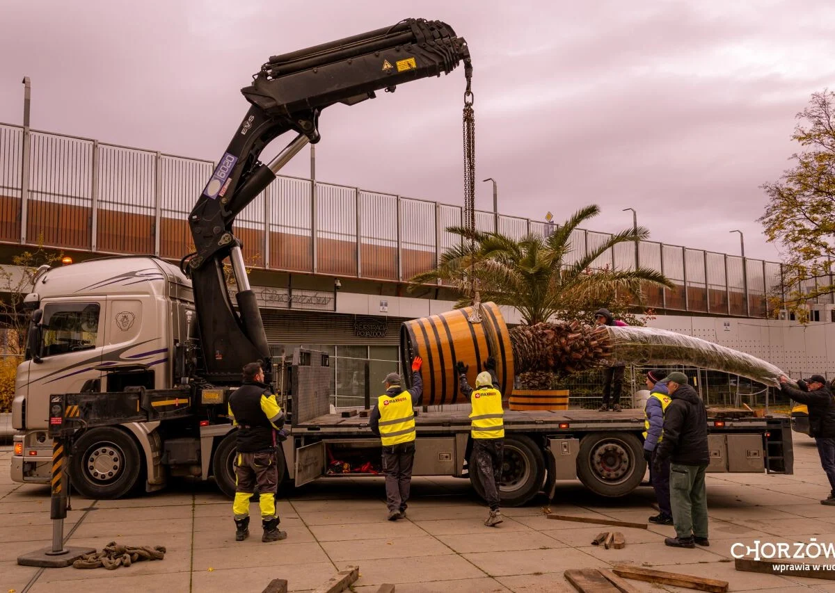 Palmy z chorzowskiego Rynku żegnają się na zimę – wrócą wiosną do Chorzowa!
