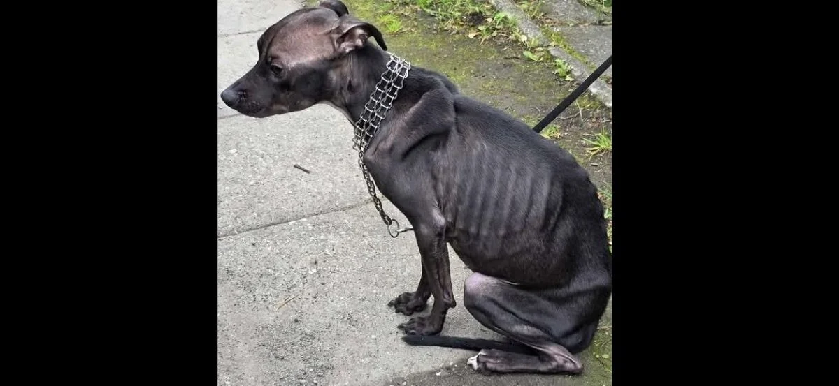 Porzuciła psa bez jedzenia i wody: świętochłowiczanka usłyszała zarzuty