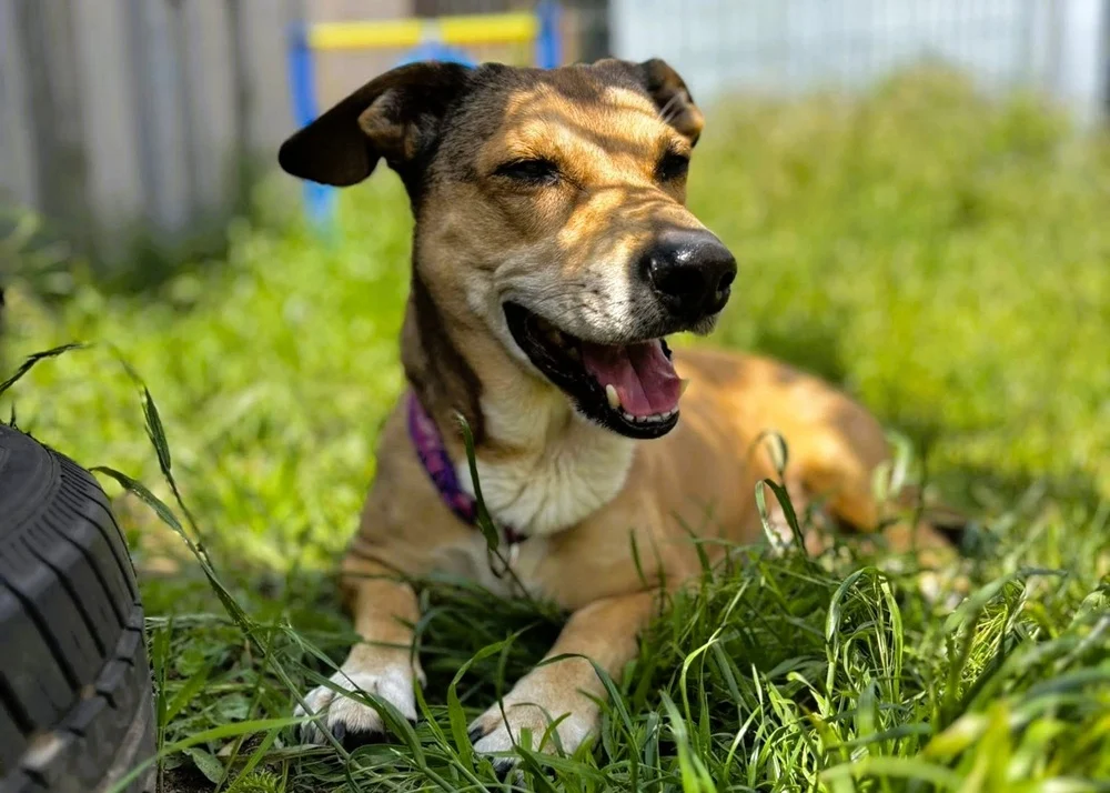 Trwa zbiórka karmy dla wodzisławskiego przytuliska