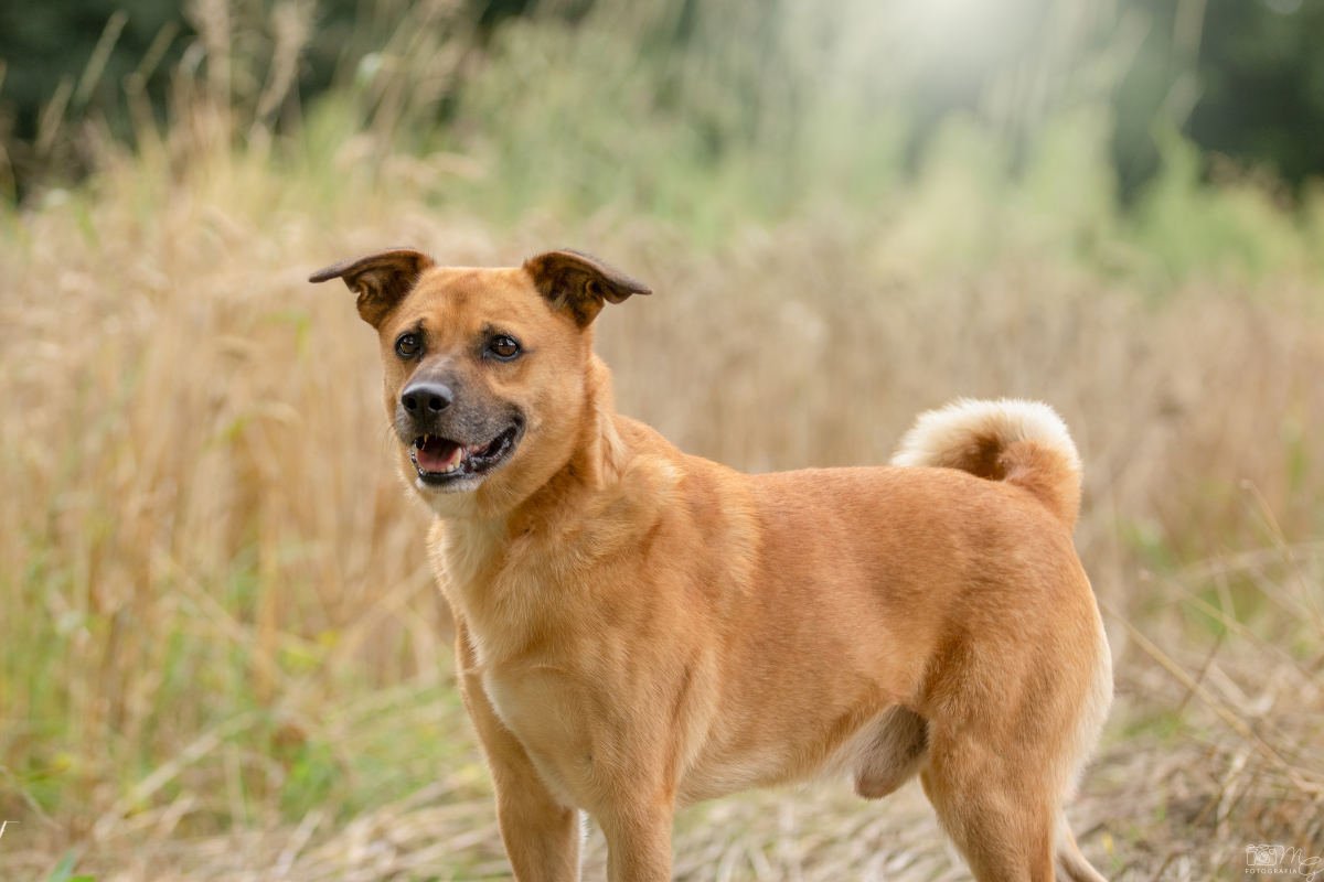 Zbiórka karmy dla „Koty Psy i My”. Dary dla przytuliska do 23 października