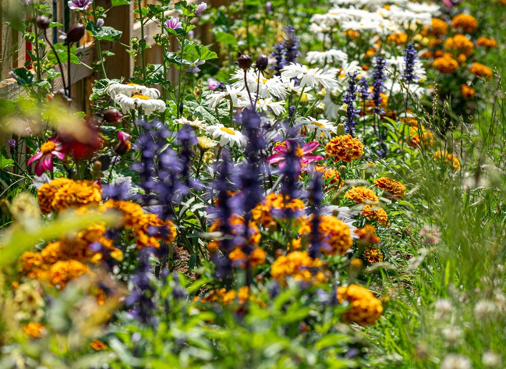 Zielona inicjatywa w Tychach: Posadź kwiaty i twórz łąki kwietne!