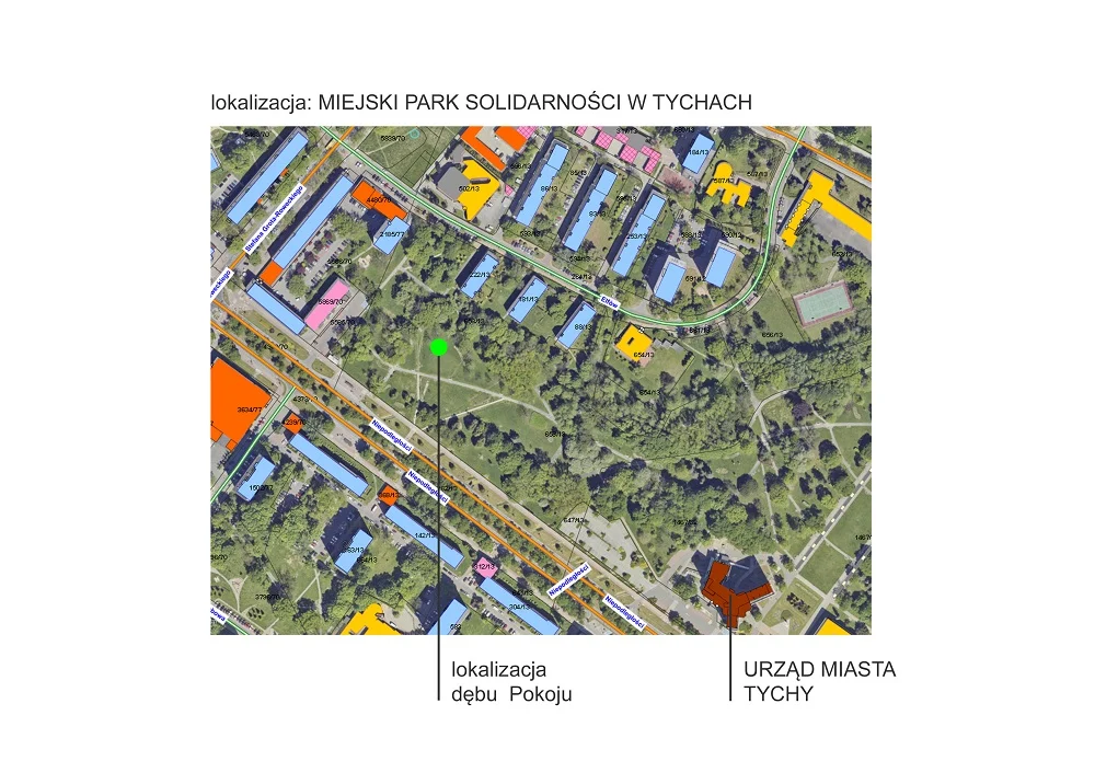 Tychy sadzą dąb pamięci w hołdzie ofiarom Tragedii Górnośląskiej