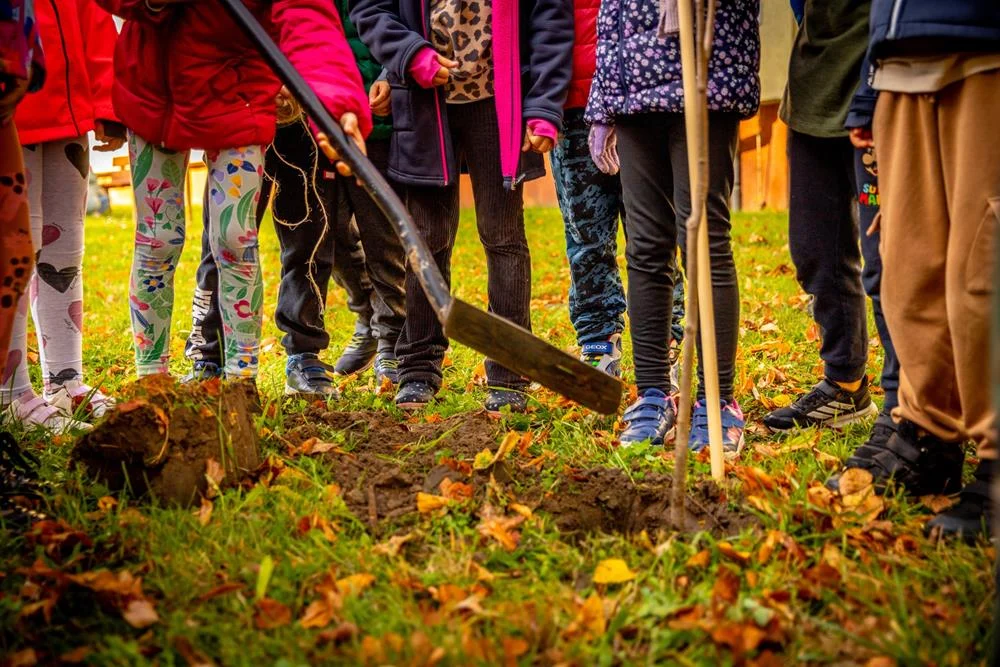 Tychy z nowymi lipami – dzieci posadziły drzewa i nadały im imiona