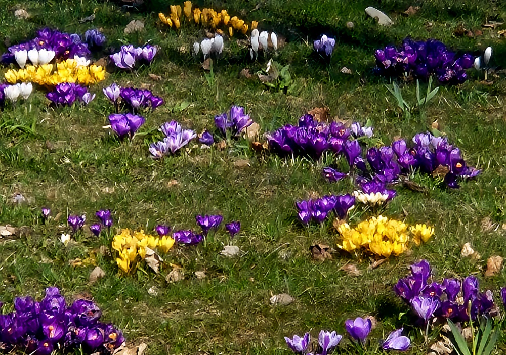 W Mysłowicach odbędzie się sadzenie 2000 krokusów z okazji 1000-lecia koronacji