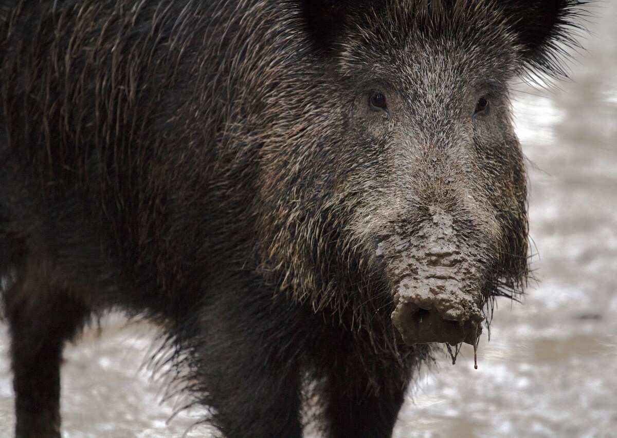 Dzikie zwierzęta na drogach. Jak uniknąć zderzenia?