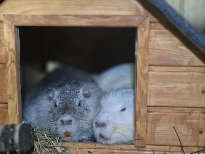 Łączymy siły dla Nutriowiska. Porozumienie dla dobra zwierząt i miasta