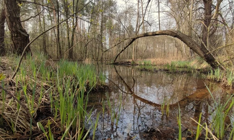 Mokradła Lasu Zagórskiego użytkiem ekologicznym!