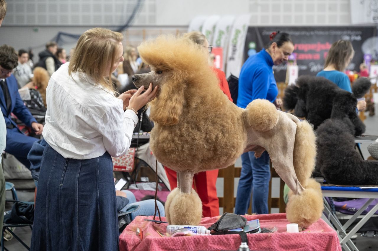 Weekend pełen psiej gracji i elegancji. W Bytomiu odbyła się Europejska Wystawa Pudli 