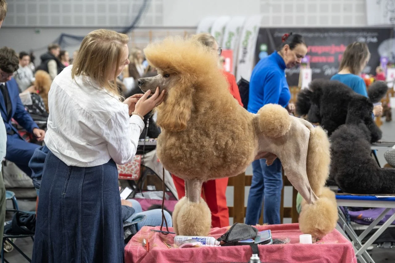 Weekend pełen psiej gracji i elegancji. W Bytomiu odbyła się Europejska Wystawa Pudli 
