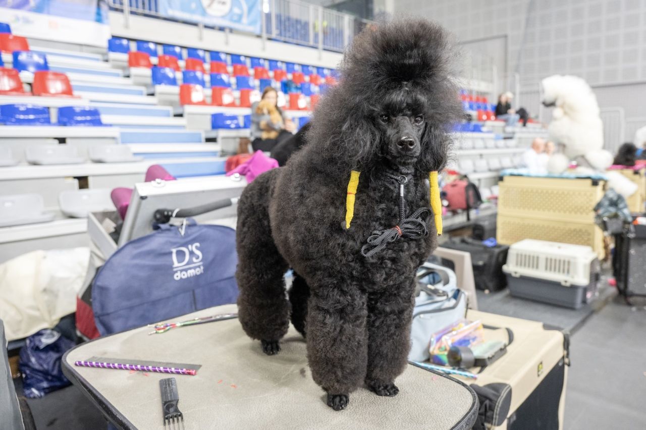 Weekend pełen psiej gracji i elegancji. W Bytomiu odbyła się Europejska Wystawa Pudli