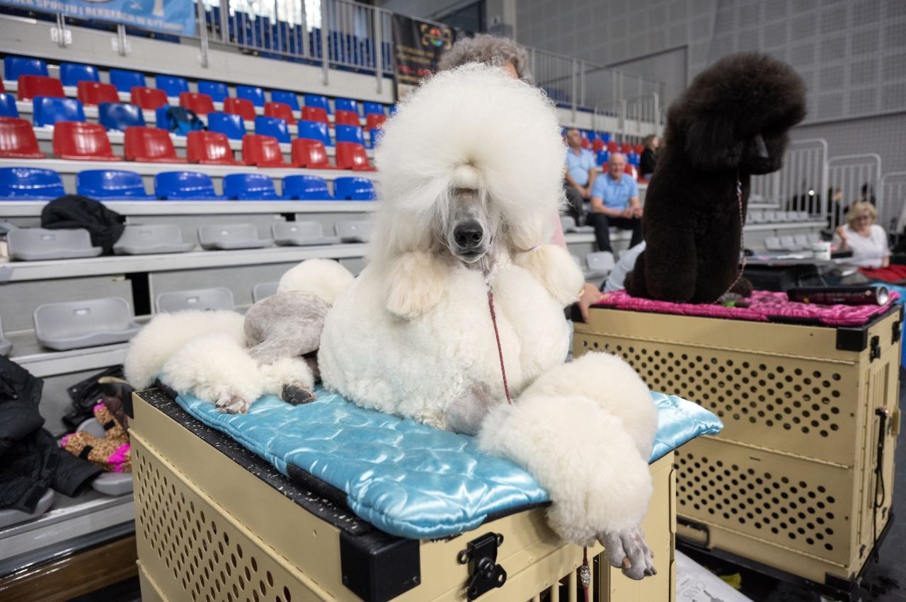 Weekend pełen psiej gracji i elegancji. W Bytomiu odbyła się Europejska Wystawa Pudli
