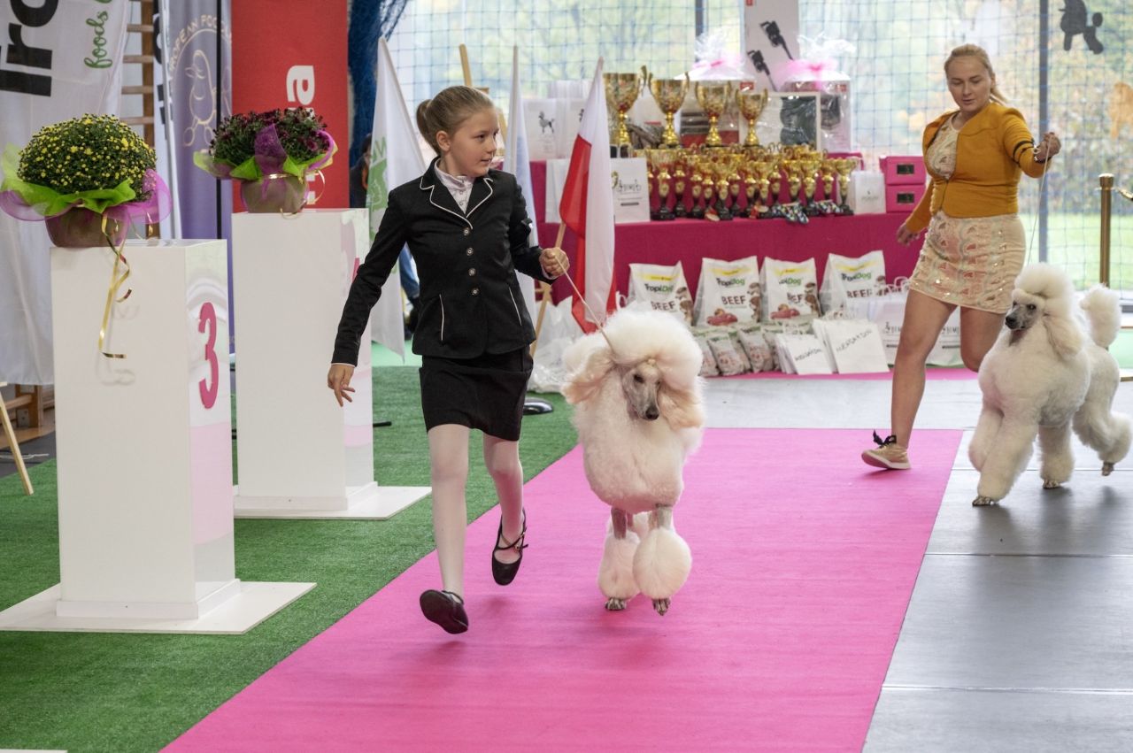 Weekend pełen psiej gracji i elegancji. W Bytomiu odbyła się Europejska Wystawa Pudli