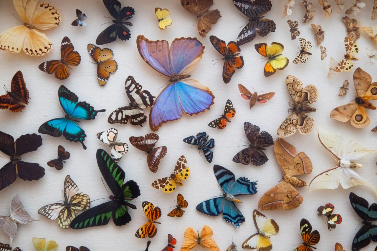 Motyle, chrząszcze i pająki – czyli owadzi zawrót głowy w Muzeum Górnośląskim w Bytomiu