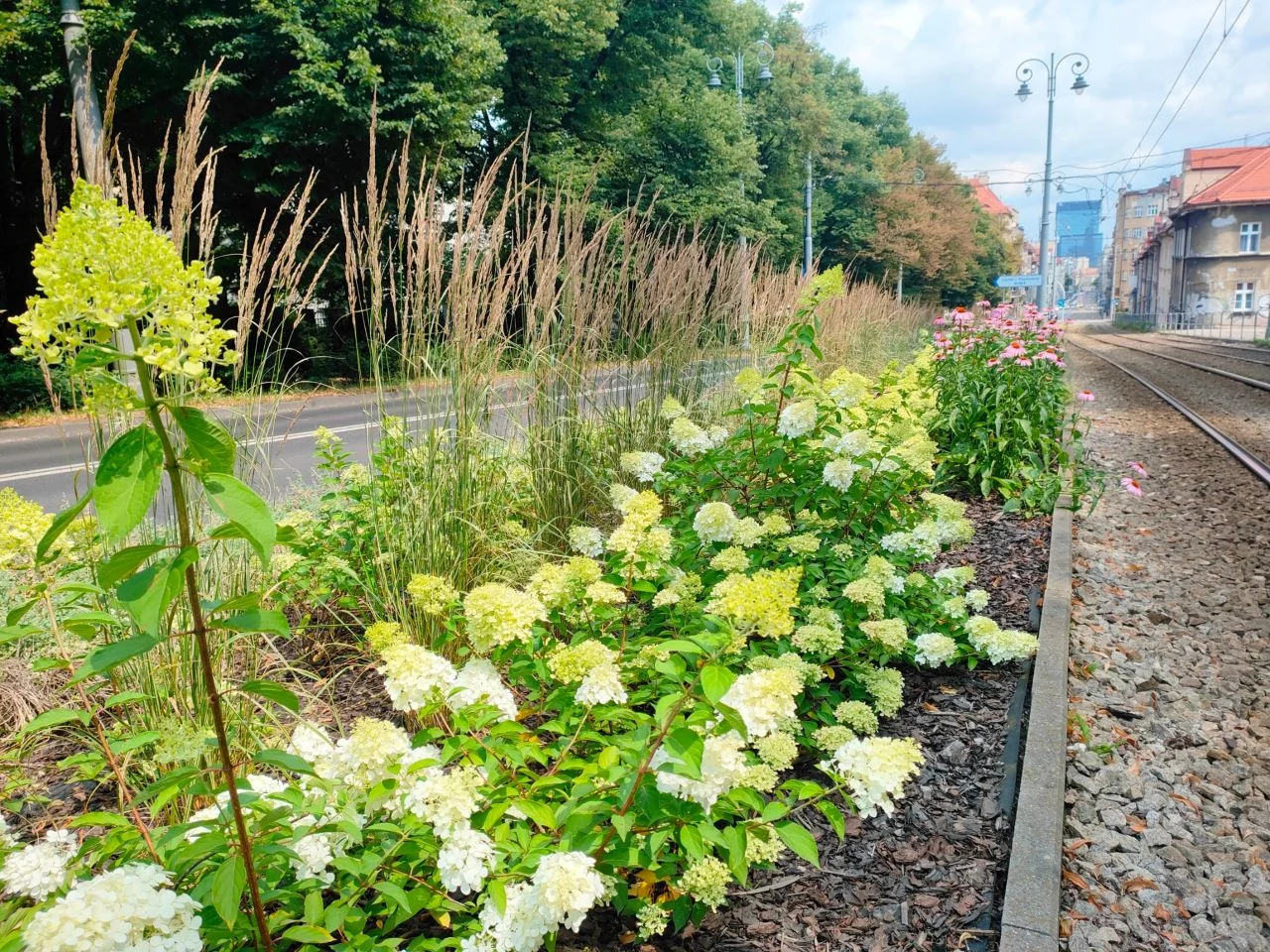 W przyszłym roku Katowice zrealizują 121 projektów w ramach Zielonego Budżetu