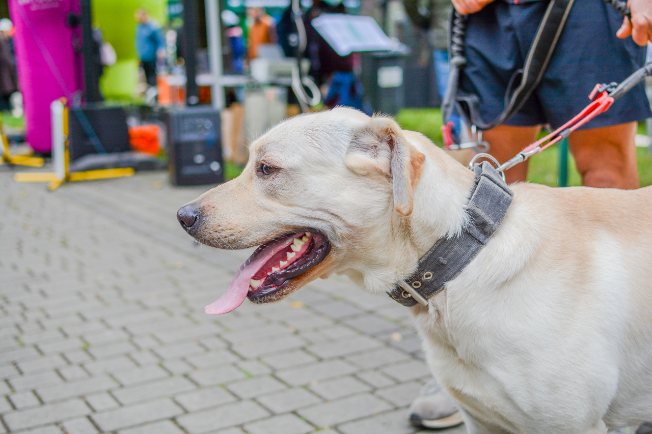 Katowicki Dzień Psiaka 2025 2