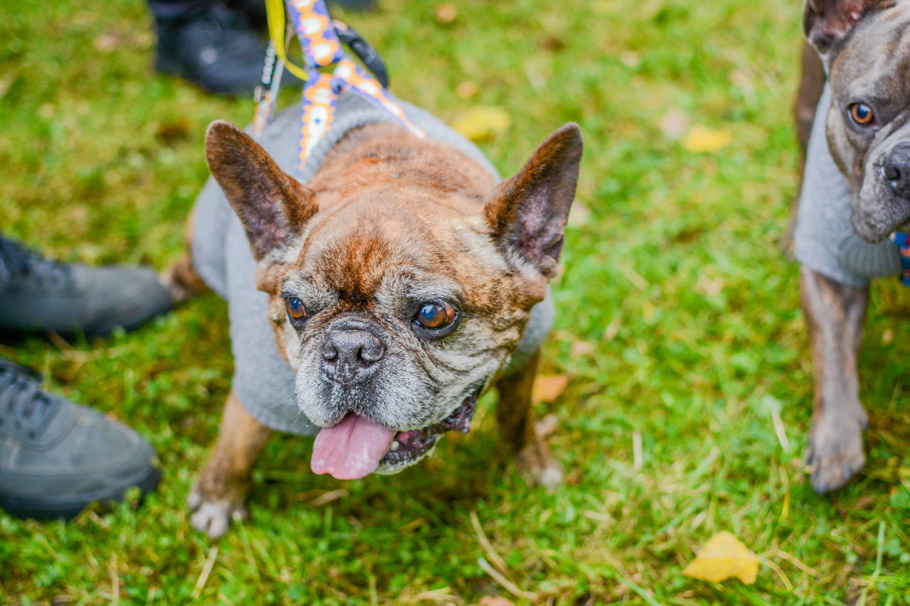 Katowicki Dzień Psiaka 2025 5