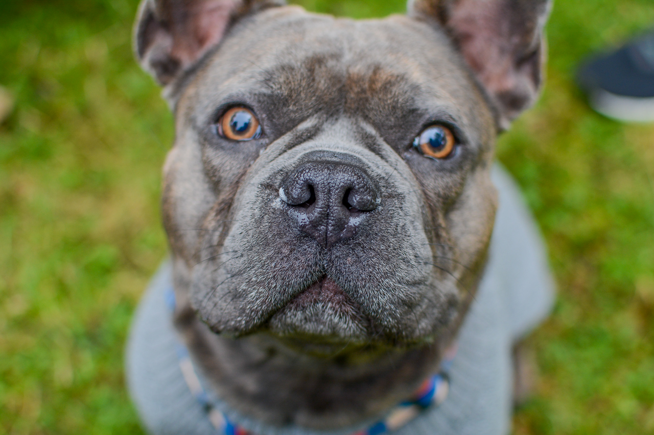 Katowicki Dzień Psiaka 2025 6