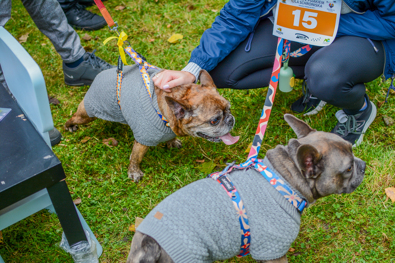 Katowicki Dzień Psiaka 2025 7
