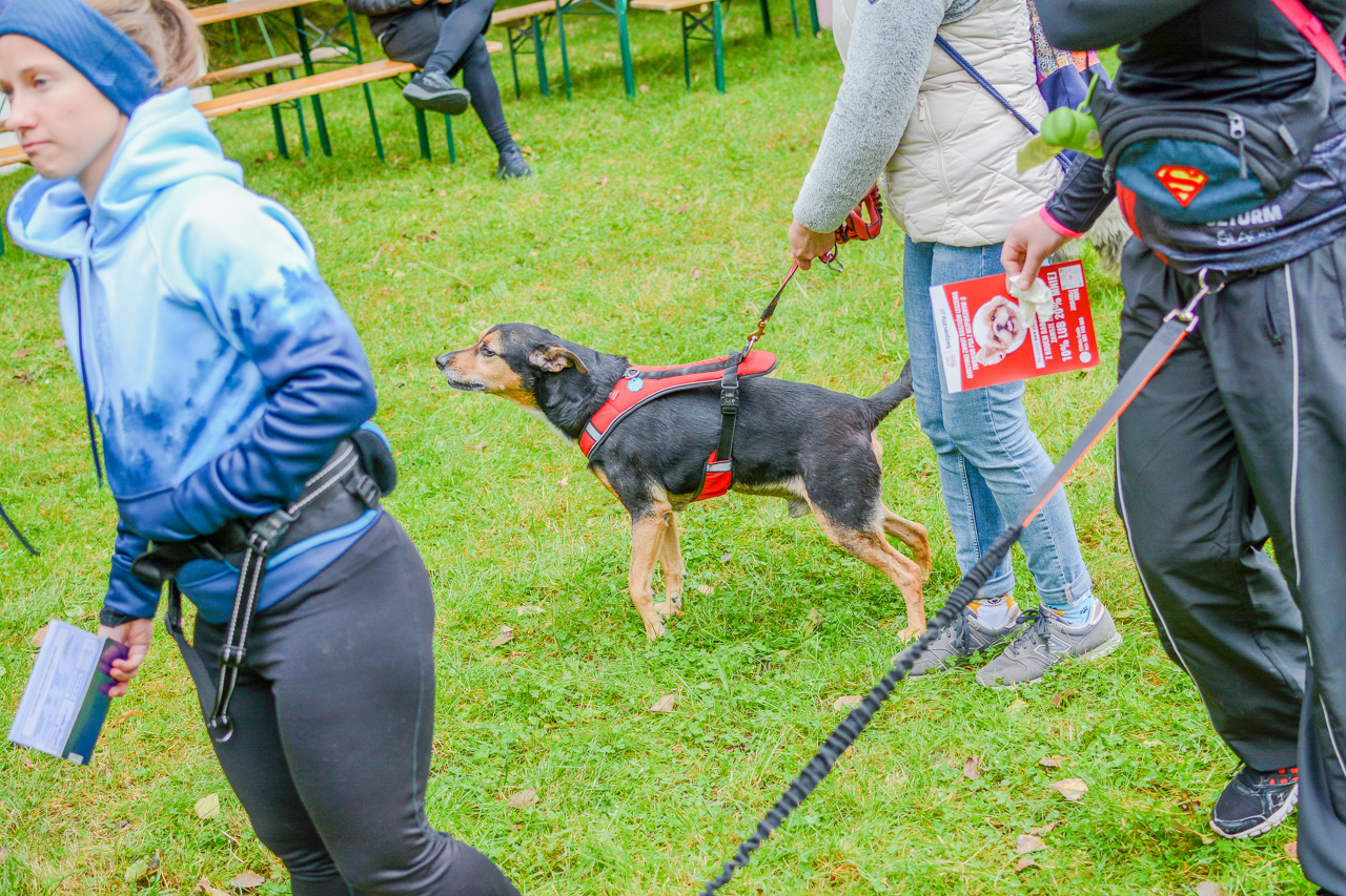 Katowicki Dzień Psiaka 2025 8