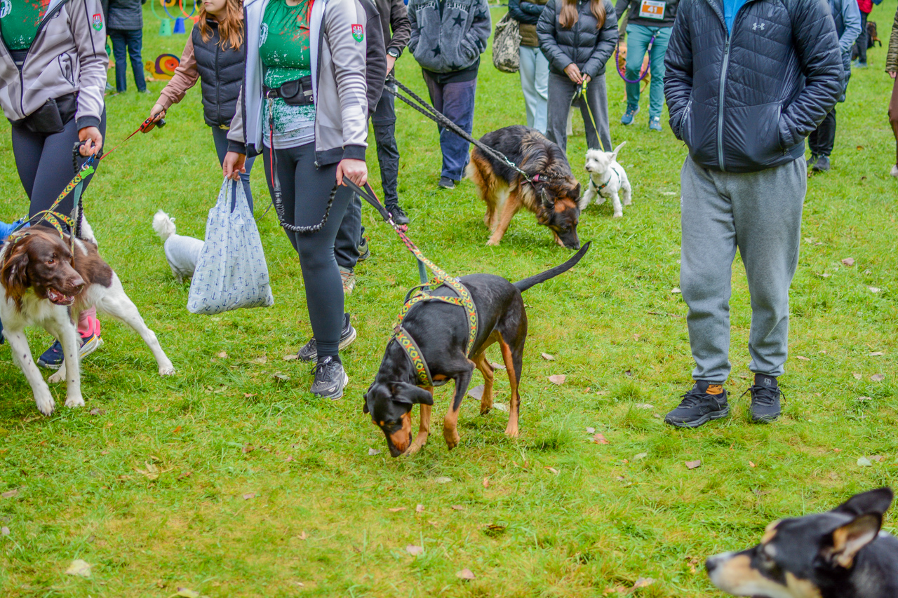 Katowicki Dzień Psiaka 2025 9