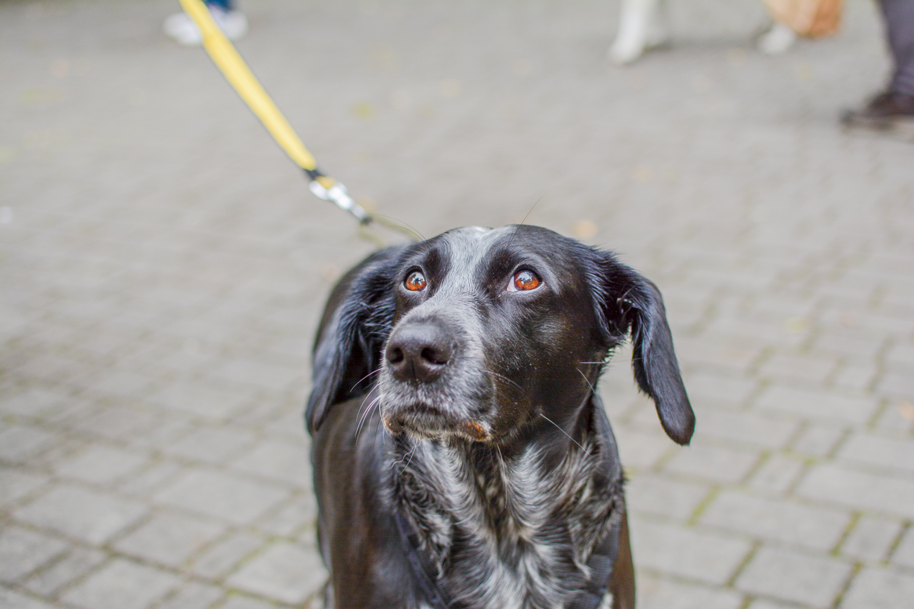 Katowicki Dzień Psiaka 2025 16