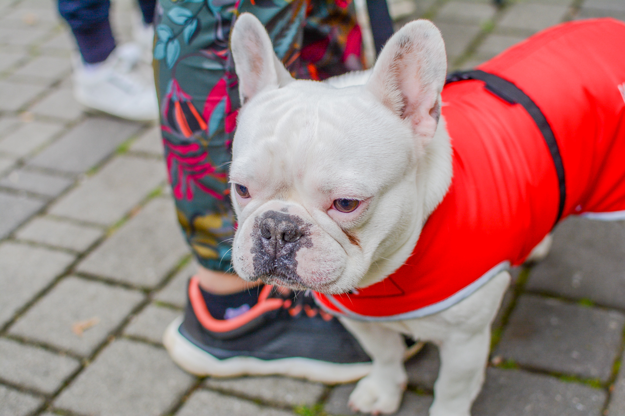 Katowicki Dzień Psiaka 2025 17