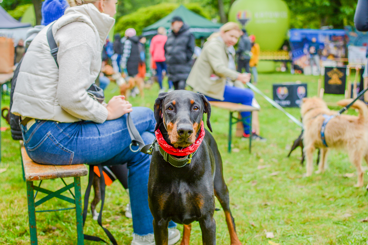 Katowicki Dzień Psiaka 2025 21