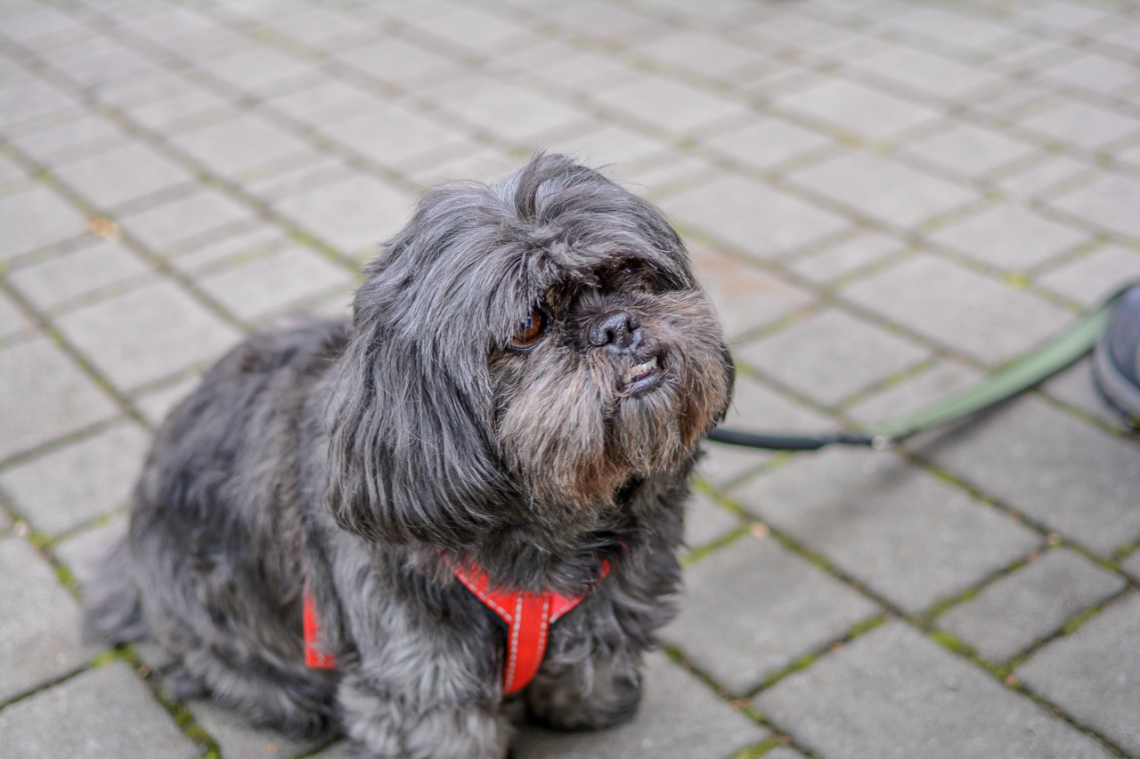 Katowicki Dzień Psiaka 2025 24