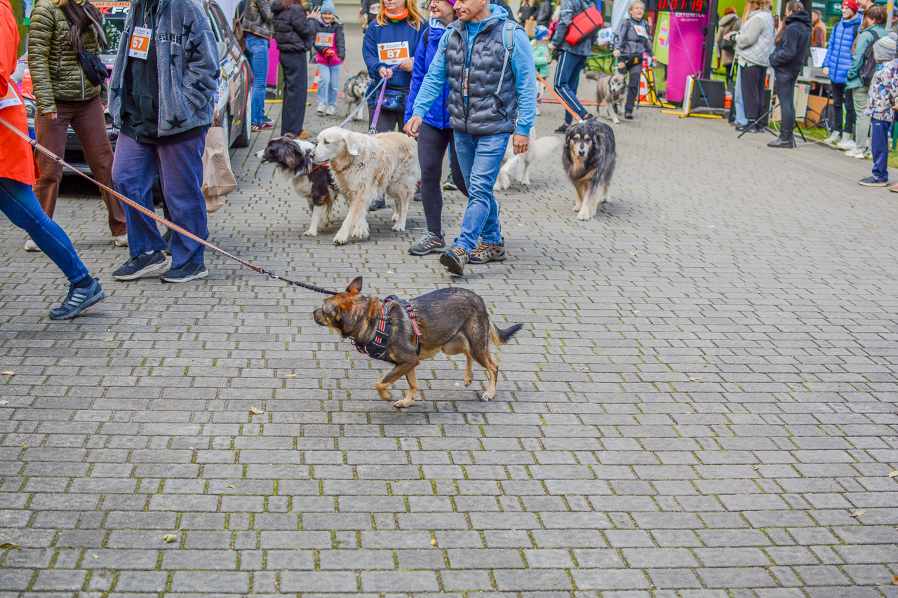 Katowicki Dzień Psiaka 2025 54