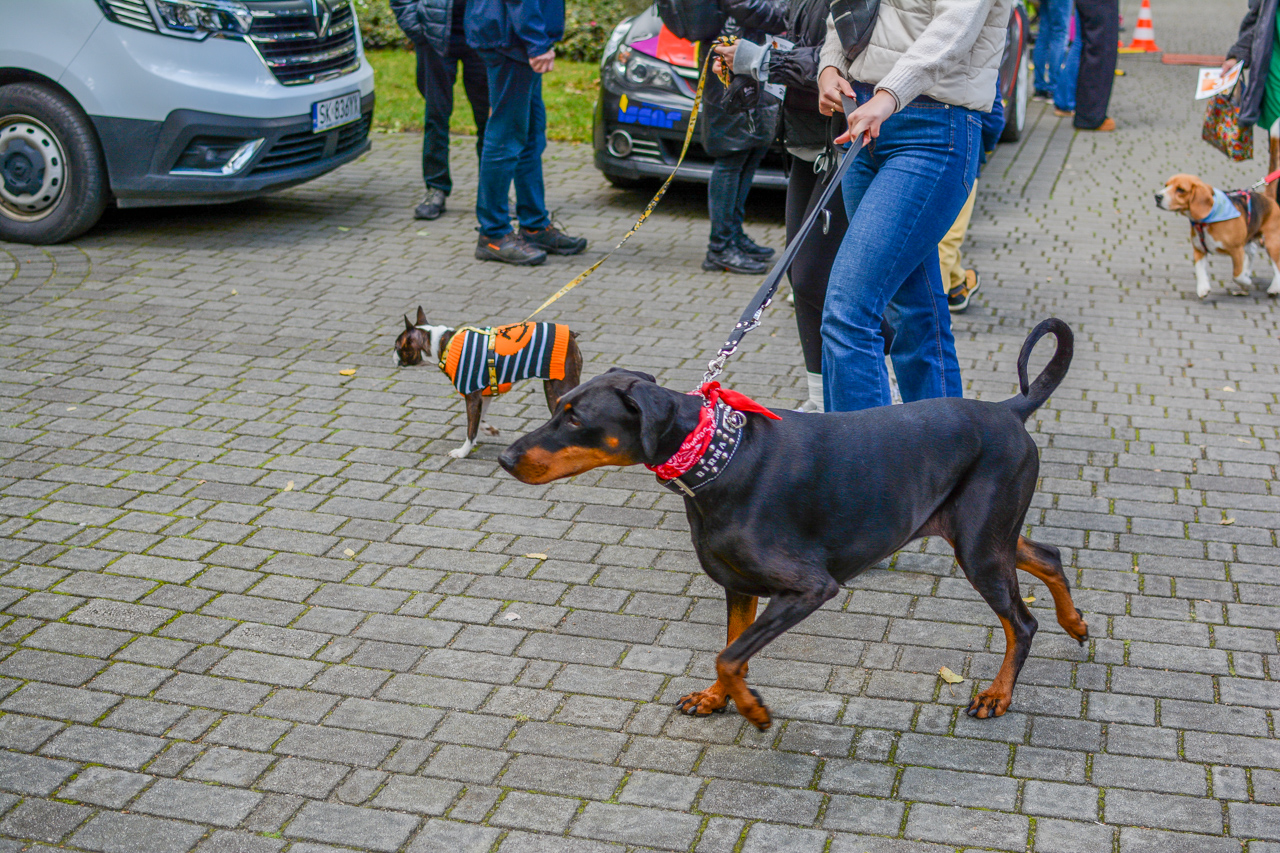 Katowicki Dzień Psiaka 2025 56