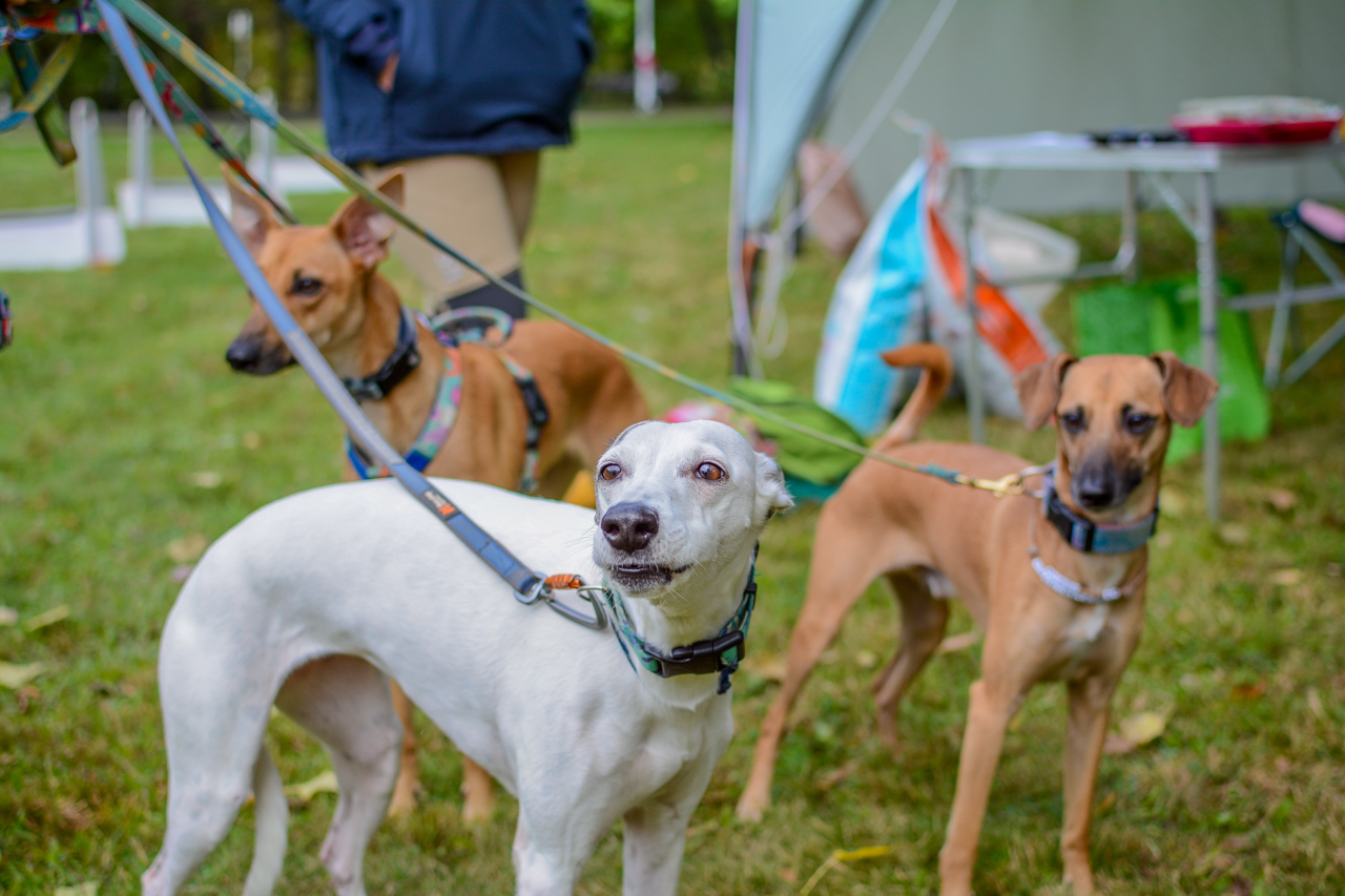 Katowicki Dzień Psiaka 2025 60